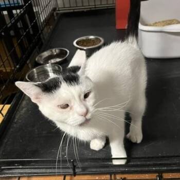 Helene -  Domestic Short Hair Cat for Adoption in Chandler, Arizona - Helene | PetCurious