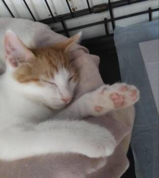 Hunter -  Domestic Medium Hair Cat for Adoption in PORT WENTWRTH, Georgia - Hunter | PetCurious