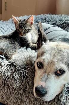 Baby Boy -  Domestic Short Hair Cat for Adoption in Sedalia, Colorado - Baby Boy | PetCurious
