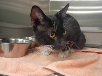 Whiskers -  Domestic Short Hair Cat for Adoption in La Porte, Indiana - Whiskers | PetCurious