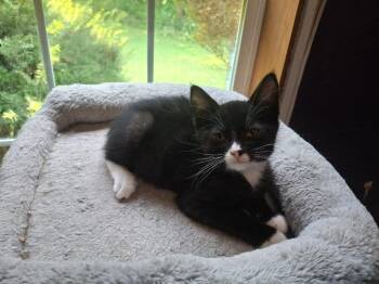 Figaro -  Domestic Short Hair Cat for Adoption in Coldwater, Michigan - Figaro | PetCurious