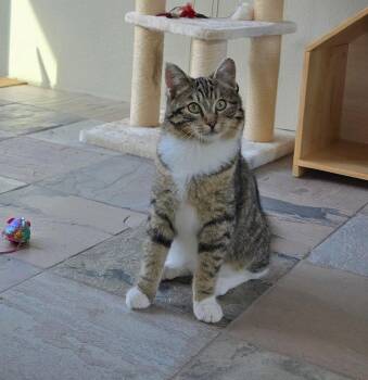 Domestic Short Hair Cats Available for Adoption - Oliver | PetCurious