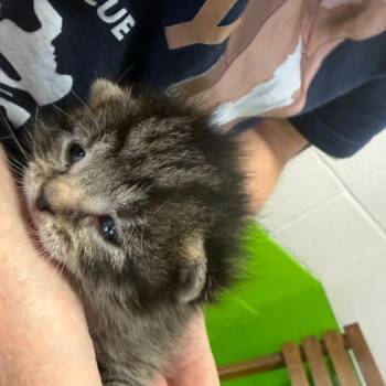 Nancy -  Domestic Short Hair Cat for Adoption in Ponca City, Oklahoma - Nancy | PetCurious