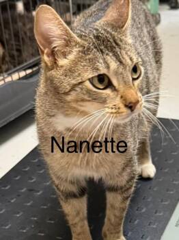 Domestic Short Hair Cats Available for Adoption in Saint Francisville, Louisiana - Nanette | PetCurious