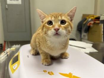 Domestic Short Hair Cats Available for Adoption in Ontario, California - QUASAR | PetCurious