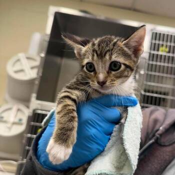Domestic Short Hair Cats Available for Adoption in Bastrop, Texas - Cutie Pants 26-05-106 | PetCurious