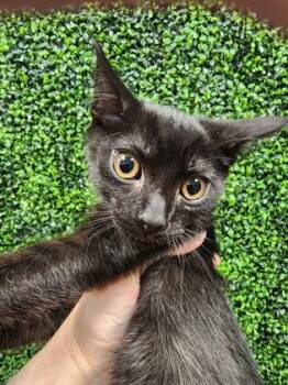 Morgan $50 -  Domestic Short Hair Cat for Adoption in Seneca, South Carolina - Morgan $50 | PetCurious