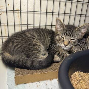 Rescue Domestic Short Hair Cats for Adoption - Paul D | PetCurious