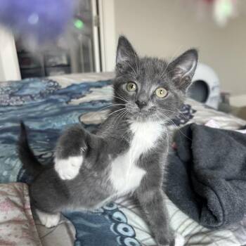 Dino -  Domestic Medium Hair Cat for Adoption in Belfair, Washington - Dino | PetCurious