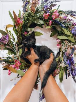 Bowser -  Domestic Medium Hair Cat for Adoption in Goodyear, Arizona - Bowser | PetCurious