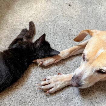 The Walnutty Professor -  Domestic Short Hair Cat for Adoption in Boerne, Texas - The Walnutty Professor | PetCurious