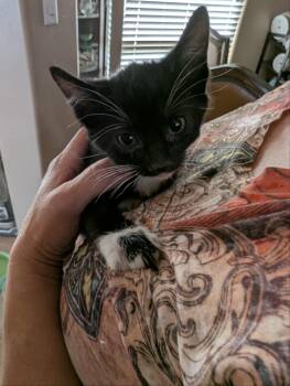 Rescue American Curl Cats for Adoption in Pumpkin Center, California - Monroe | PetCurious