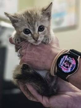 Button -  Domestic Short Hair and Tabby Cat for Adoption in Rockwall, Texas - Button | PetCurious