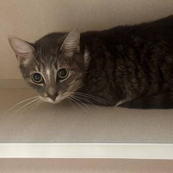 Friday -  Domestic Short Hair Cat for Adoption in Buffalo, New York - Friday | PetCurious