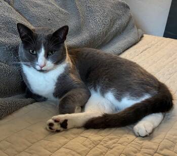 Domestic Short Hair Cats Available for Adoption - Arlo | PetCurious