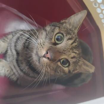 Rescue Domestic Short Hair Cats for Adoption in Summerville, South Carolina - Atticus | PetCurious