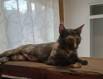Miss Calico -  Domestic Short Hair Cat for Adoption in Plumerville, Arkansas - Miss Calico | PetCurious
