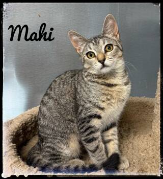Mahi -  Domestic Short Hair Cat for Adoption in El Cajon, California - Mahi | PetCurious