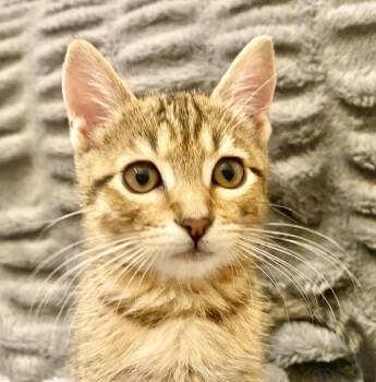 Ernie -  Domestic Short Hair Cat for Adoption in Vallejo, California - Ernie | PetCurious