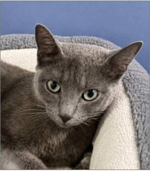 Juniper (Juni) -  Russian Blue Cat Available for Adoption - Juniper (Juni) | PetCurious