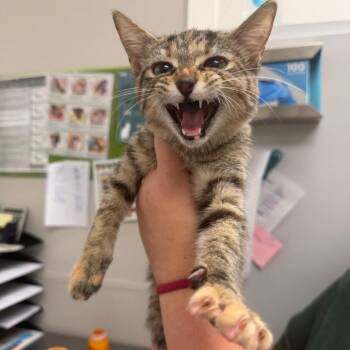 Pumpkin Spice -  Domestic Short Hair Cat for Adoption in Columbiana, Alabama - Pumpkin Spice | PetCurious