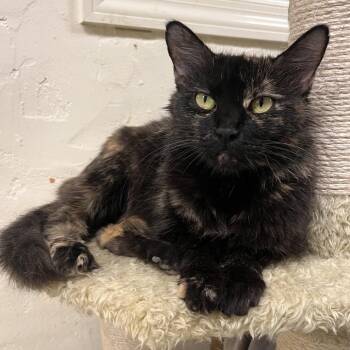 TRU-Stray-31725 "Motzi" -  Domestic Medium Hair Cat for Adoption in Mt. Juliet, Tennessee - TRU-Stray-31725 "Motzi" | PetCurious