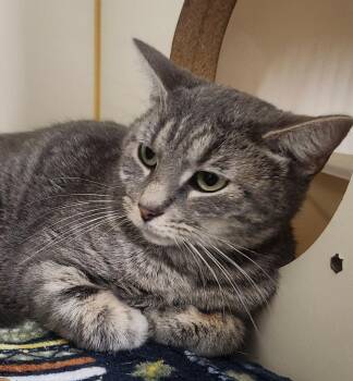 Domestic Short Hair Cats Available for Adoption in Little Rock, Arkansas - Princess | PetCurious