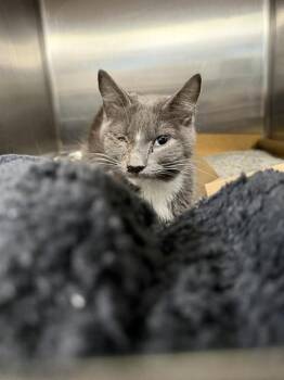 KUMA -  Domestic Short Hair Cat for Adoption in Omaha, Nebraska - KUMA | PetCurious