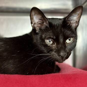 Domestic Short Hair Cats Available for Adoption - Boop | PetCurious