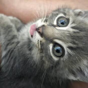 Gibson -  Domestic Medium Hair Cat for Adoption in Ferndale, Washington - Gibson | PetCurious