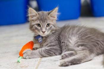 Boss -  Domestic Long Hair Cat for Adoption in Hot Springs, Arkansas - Boss | PetCurious