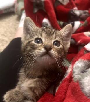 Morgan -  Domestic Short Hair Cat for Adoption in Fayetteville, Arkansas - Morgan | PetCurious