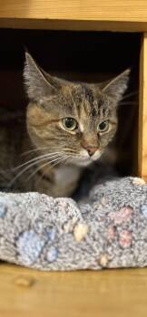 Domestic Short Hair Cats Available for Adoption - Yuna | PetCurious