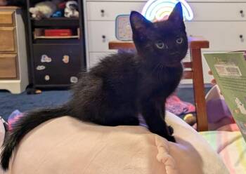 Hecate (A141449) -  Domestic Short Hair Cat for Adoption in Burbank, California - Hecate (A141449) | PetCurious