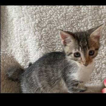 Sweet Leilani -  Domestic Short Hair Cat for Adoption in Prescott, Arizona - Sweet Leilani | PetCurious