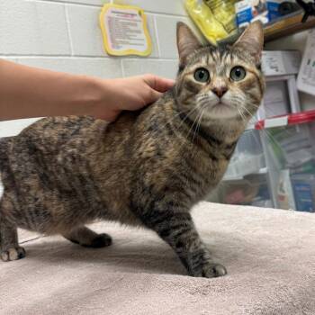 Tina -  Domestic Short Hair Cat for Adoption in Murray, Utah - Tina | PetCurious