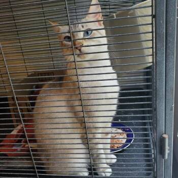 Valentine -  Domestic Short Hair Cat for Adoption in Belfair, Washington - Valentine | PetCurious