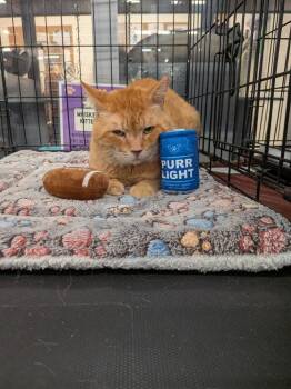 Domestic Short Hair Cats Available for Adoption - Jacob | PetCurious