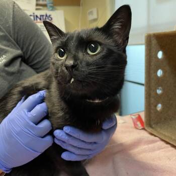 Spooky -  Domestic Short Hair Cat for Adoption in Pasadena, California - Spooky | PetCurious