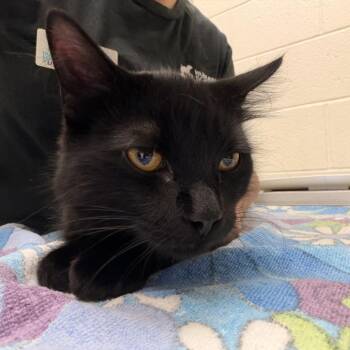 Salami -  Domestic Short Hair Cat for Adoption in Murray, Utah - Salami | PetCurious