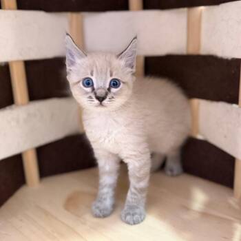Chanel -  Domestic Short Hair and Siamese Cat for Adoption in San Pablo, California - Chanel | PetCurious