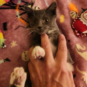 Knuckles -  Domestic Short Hair Cat for Adoption in Chicago, Illinois - Knuckles | PetCurious