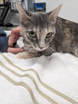 Domestic Short Hair Cats Available for Adoption - Oatmeal | PetCurious