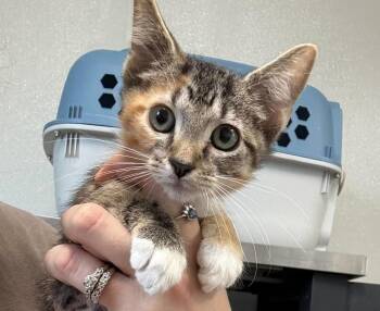 Toesie -  Domestic Short Hair Cat for Adoption in Bolivar, Missouri - Toesie | PetCurious