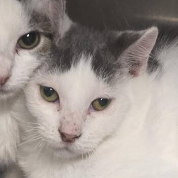 Fern -  Domestic Short Hair Cat for Adoption in Kennebunk, Maine - Fern | PetCurious