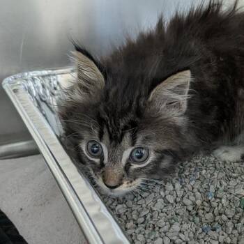 Augusta -  Domestic Long Hair Cat for Adoption in Matteson, Illinois - Augusta | PetCurious