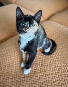 Rescue Domestic Short Hair Cats for Adoption in Long Beach, New York - Butterscotch | PetCurious