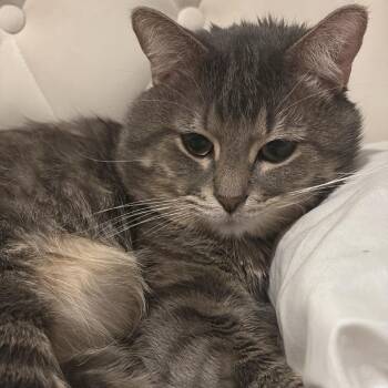 Domestic Short Hair Cats Available for Adoption in Las Vegas, Nevada - Kitty | PetCurious