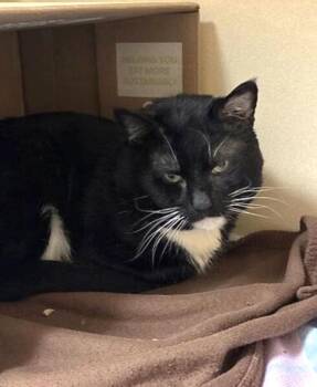 Dizzy -  Domestic Short Hair Cat for Adoption in Elyria, Ohio - Dizzy | PetCurious