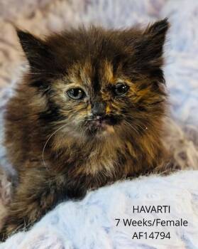Havarti -  Domestic Medium Hair Cat for Adoption - Havarti | PetCurious